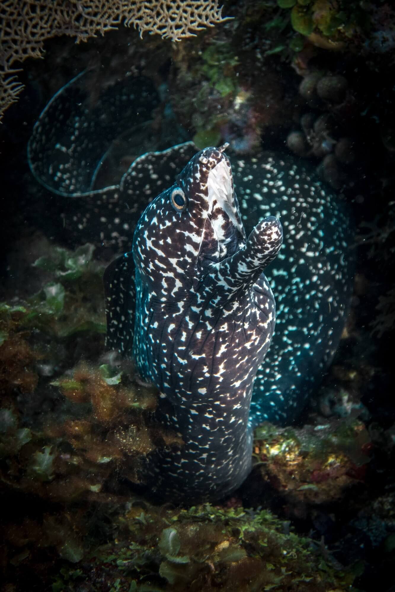 A spotted moray eel