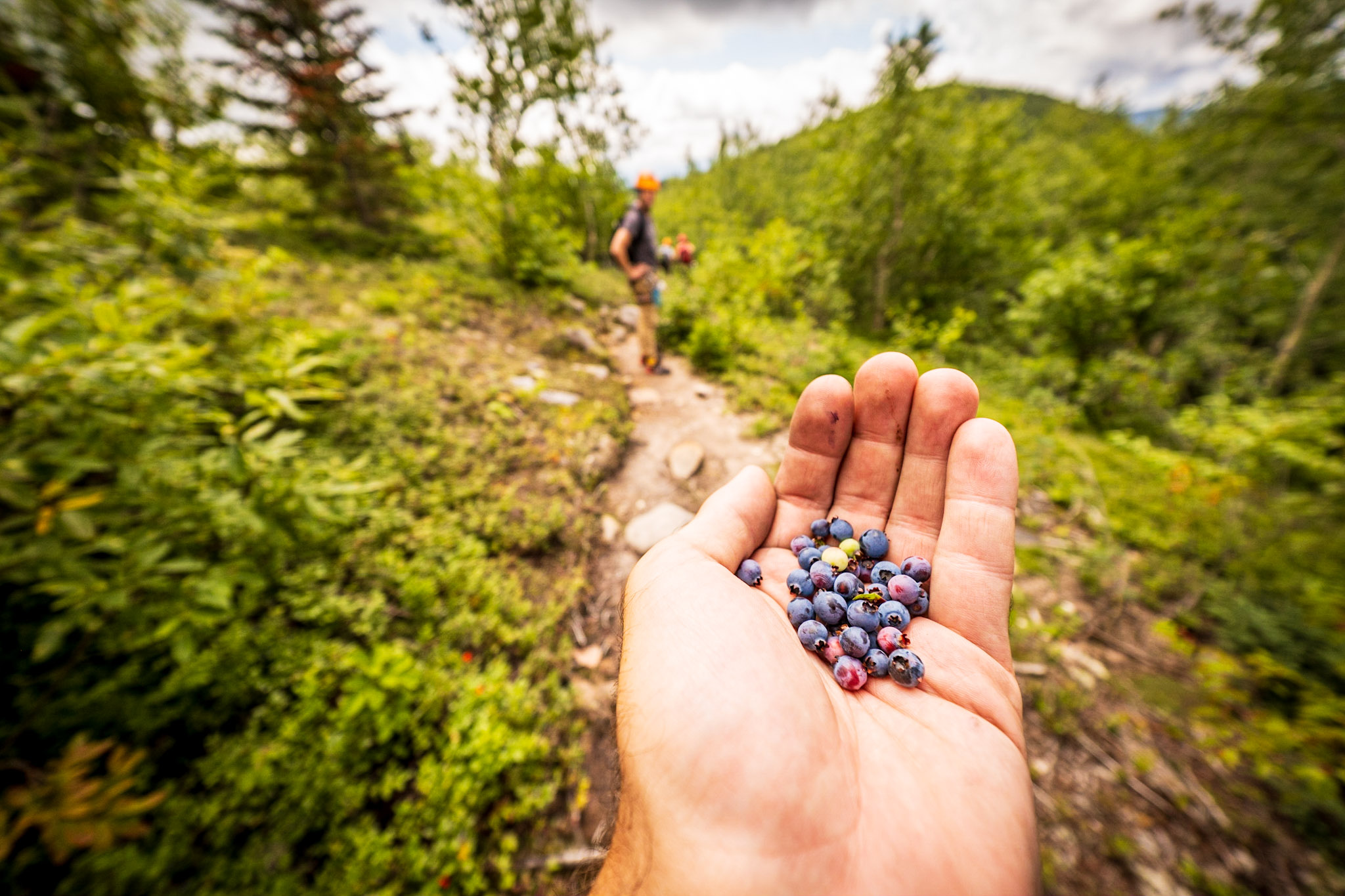 Handful of wild blueberries at Parc national des Grands-Jardins
