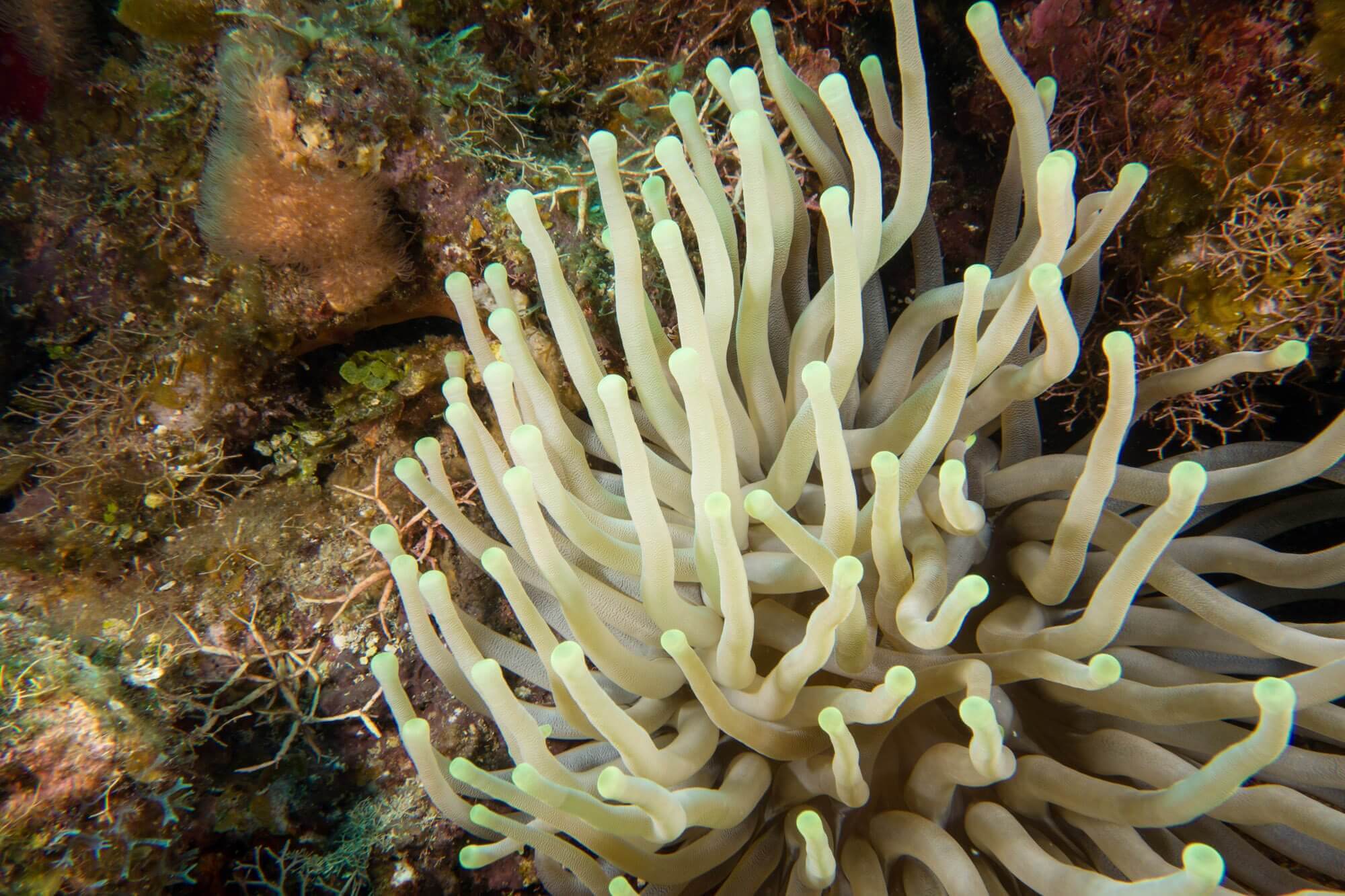 A giant Caribbean anemone at the Canyon Reef dive site in Roatán