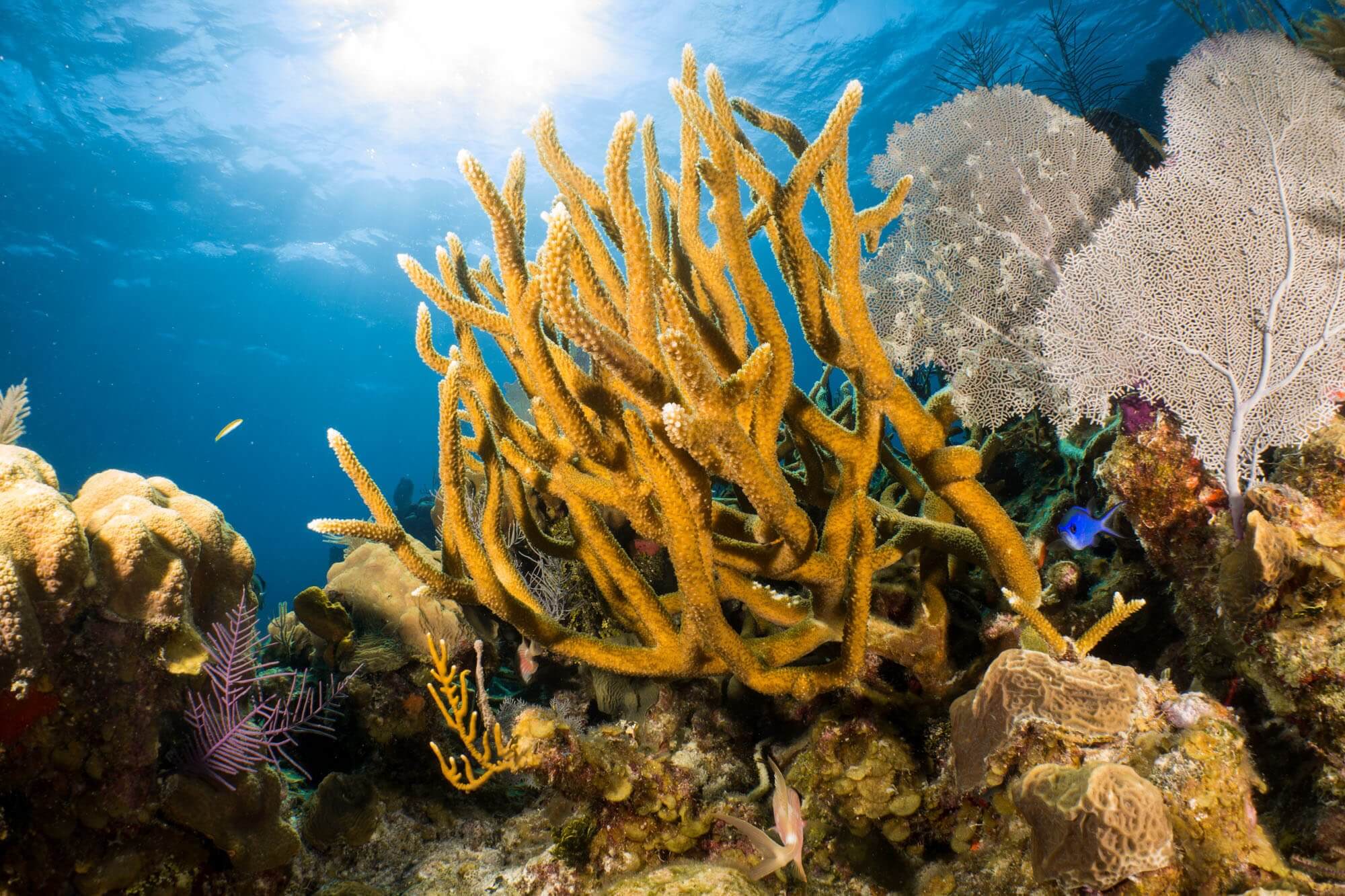 The coral formations in Belize were some of the most pristine we've seen