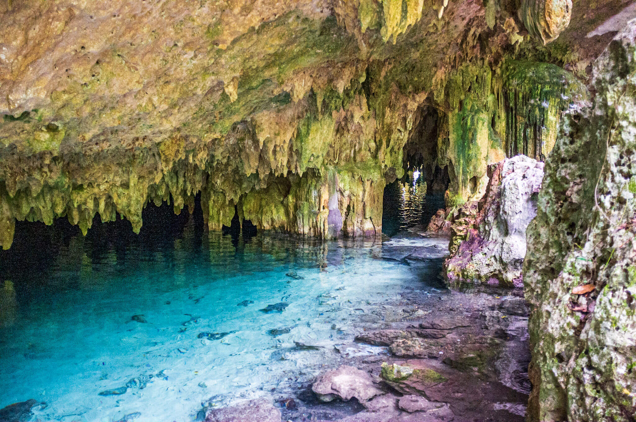 The crystal clear water in the cavern entrance at Pet Cemetery Cenote near Tulum