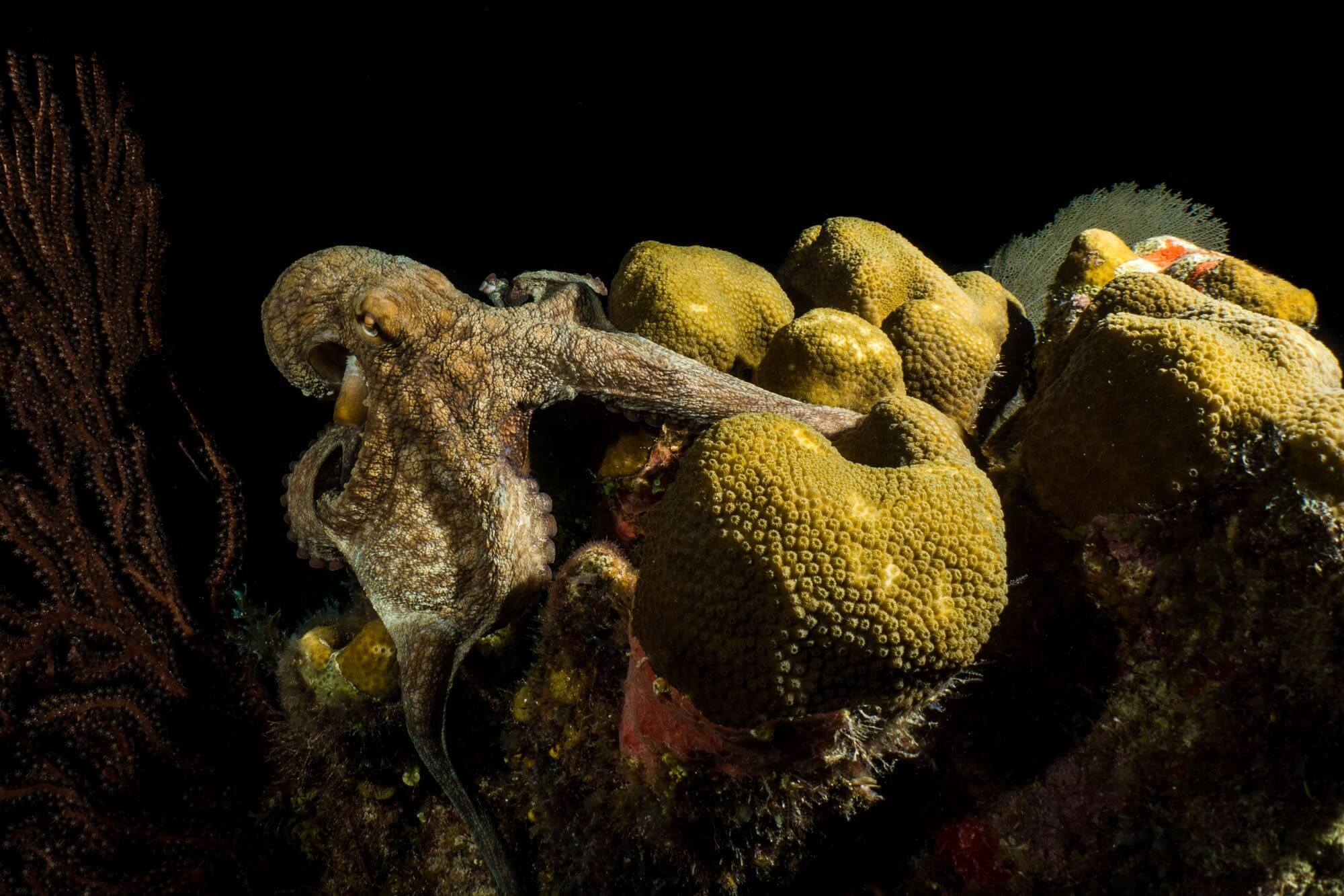 An octopus on the coral reef during a night dive in Belize
