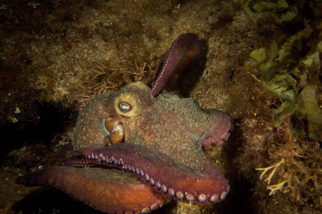 An octopus puts on a colour-change show at Anthony's Key Resort's Front Porch dive site