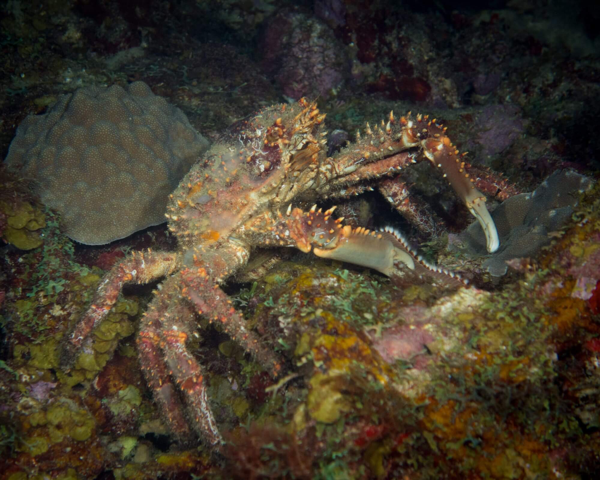 A hairy clinging crab catching a bearded fireworm in St. Kitts