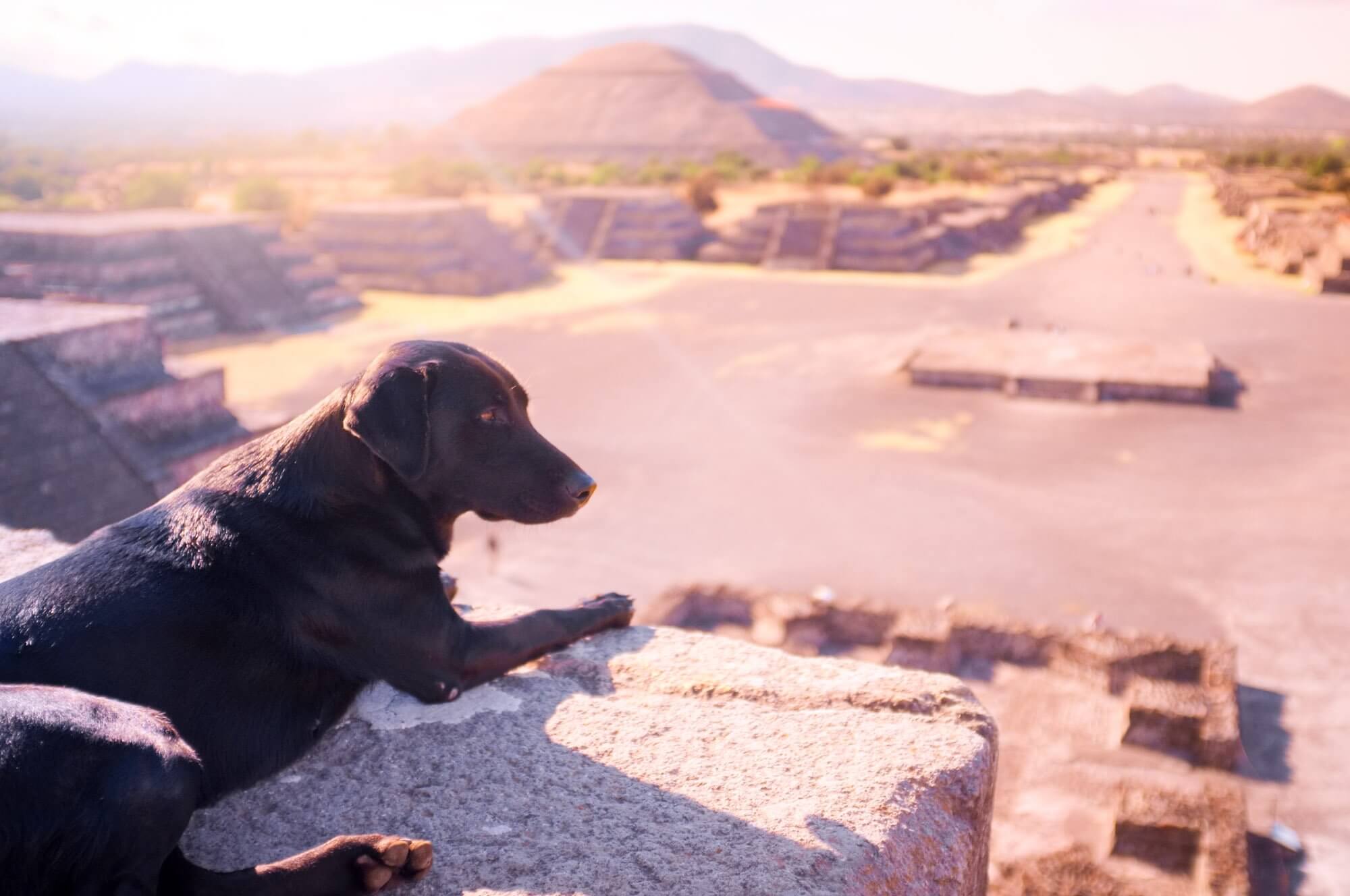 This friendly dog adopted us for our day at Teotihuacan, climbing the Moon Pyramid with us