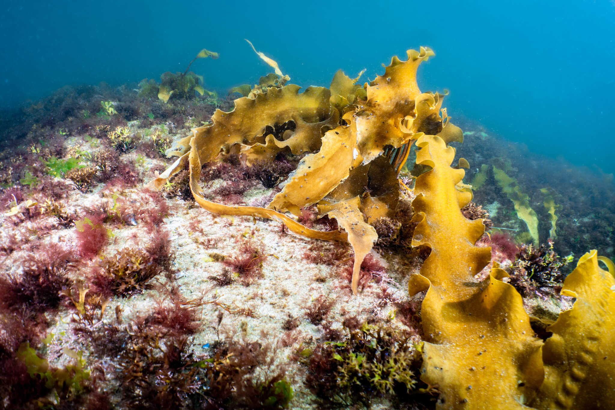 Seaweed underwater at Petit Gaspé