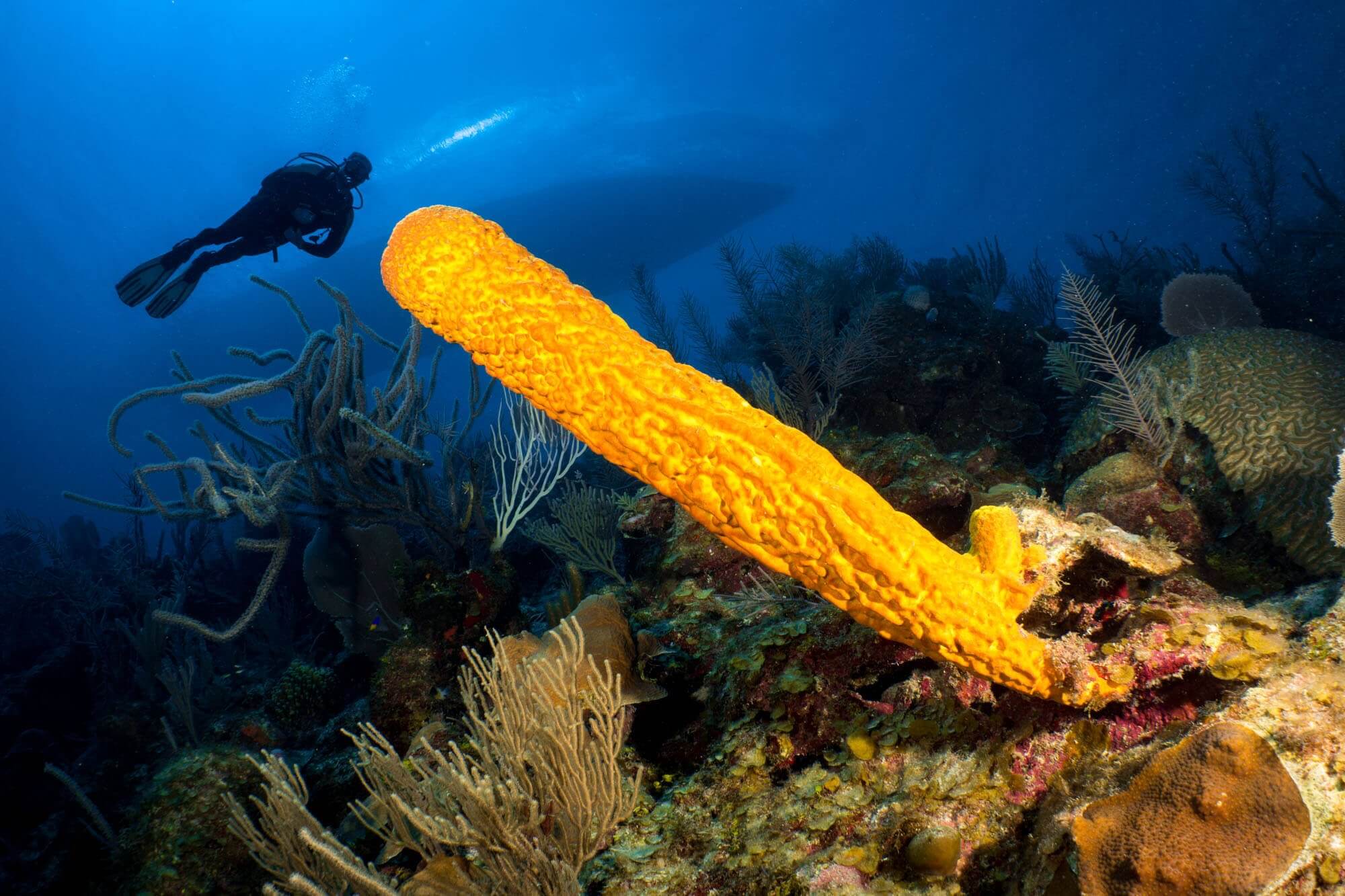 A yellow tube sponge with a scuba diver and the Belize Aggressor III liveaboard in the background