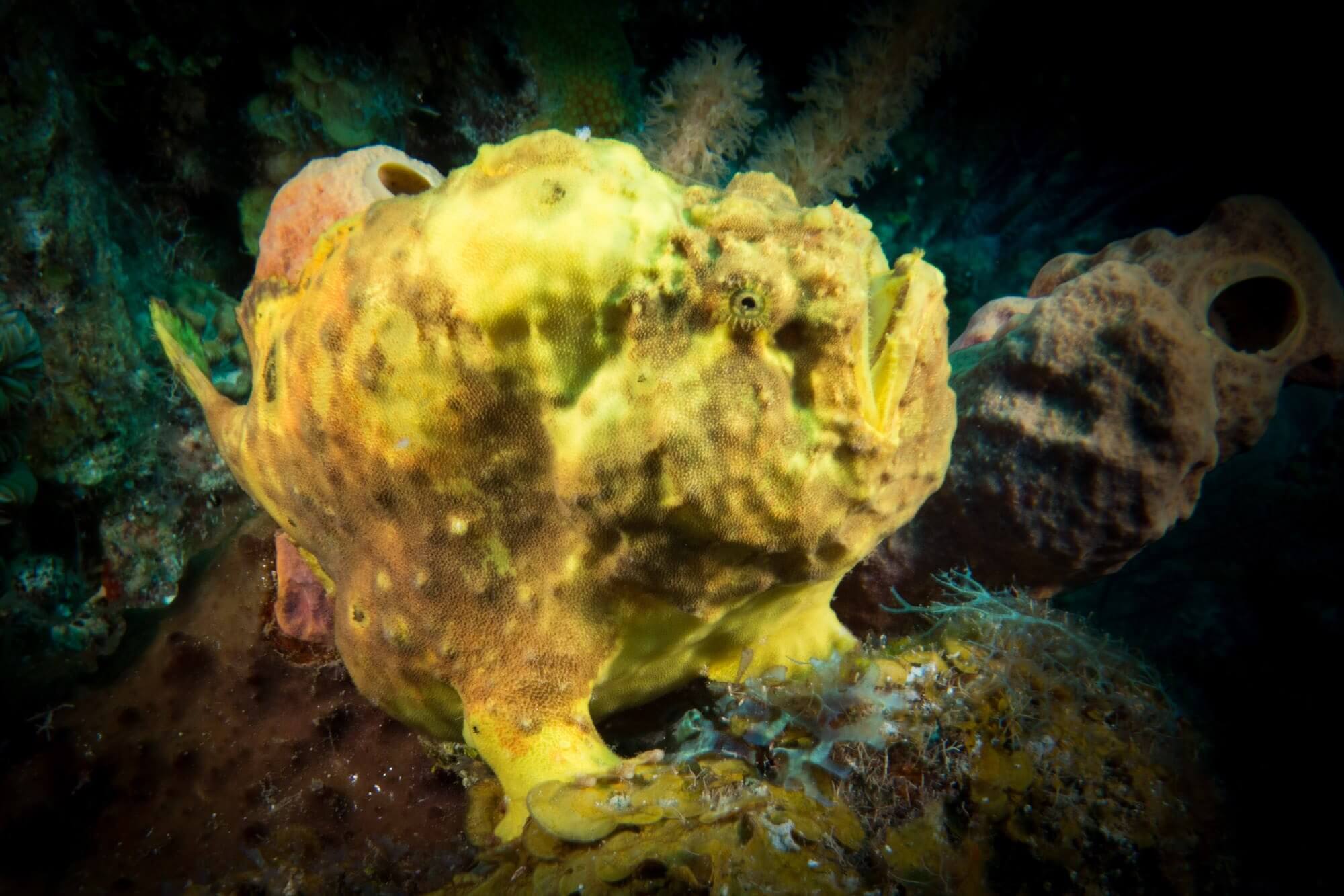 A large yellow frogfish at the Hole in the Wall dive site in Roatán