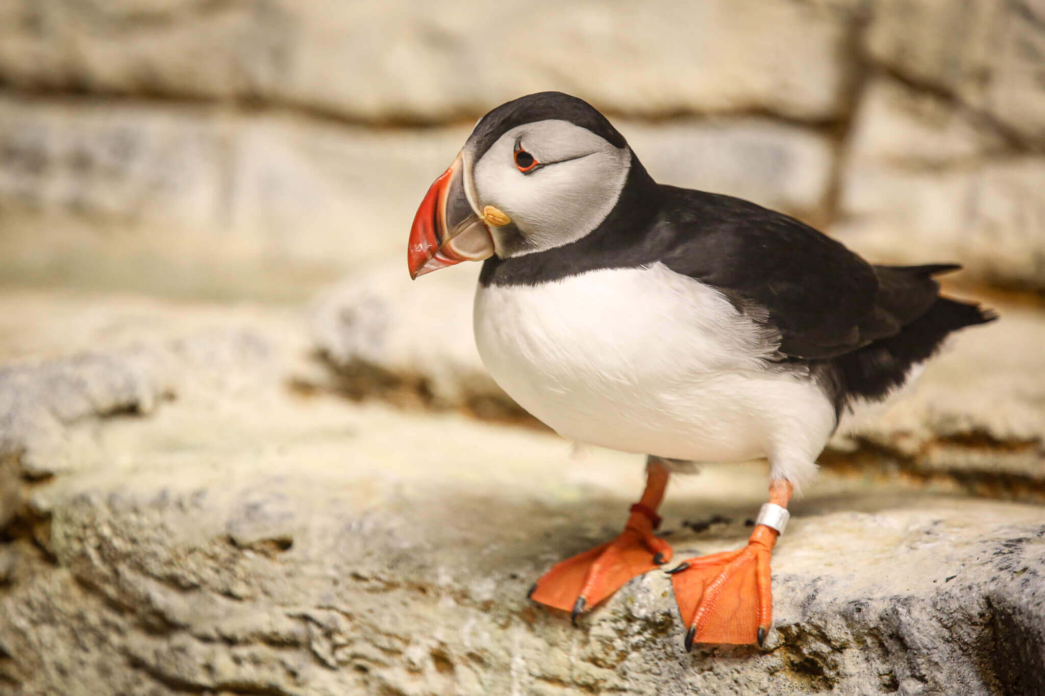 A puffin at the Montreal Biodome