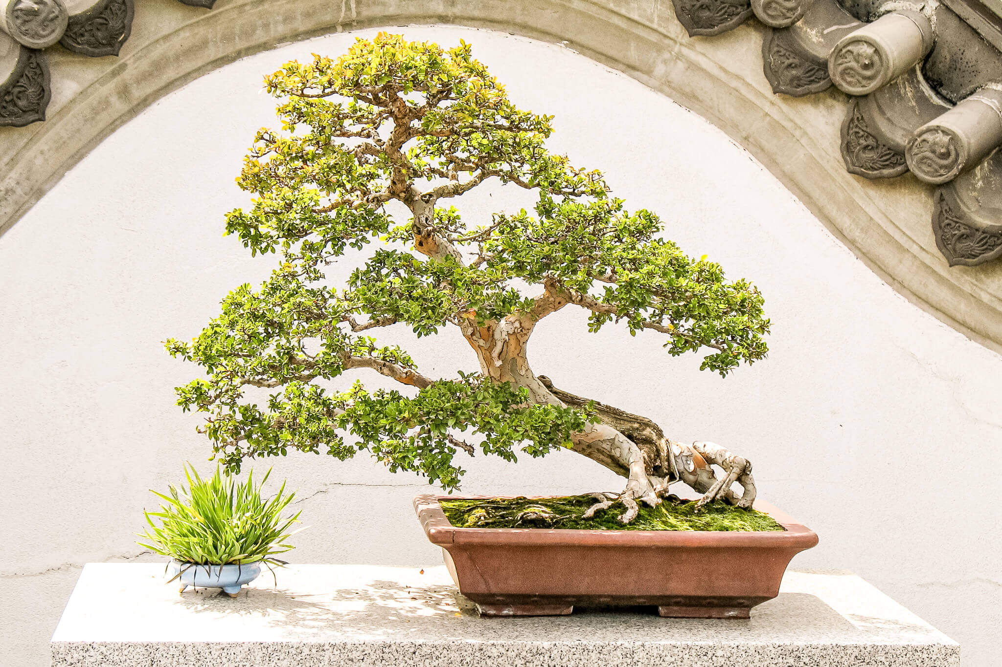 Chinese elm bonsai at the Montreal Botanical Gardens