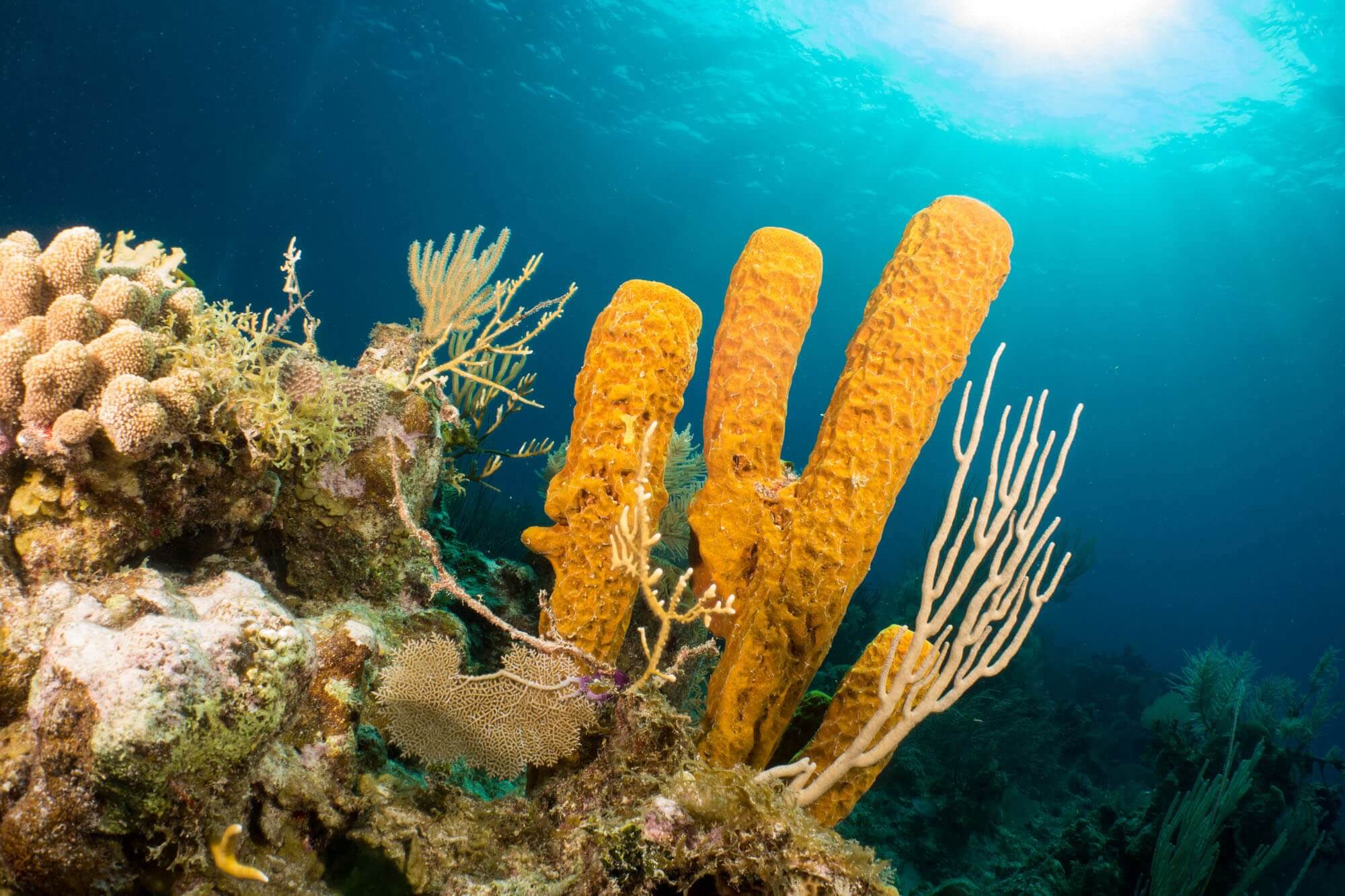 Yellow tube sponges in Belize