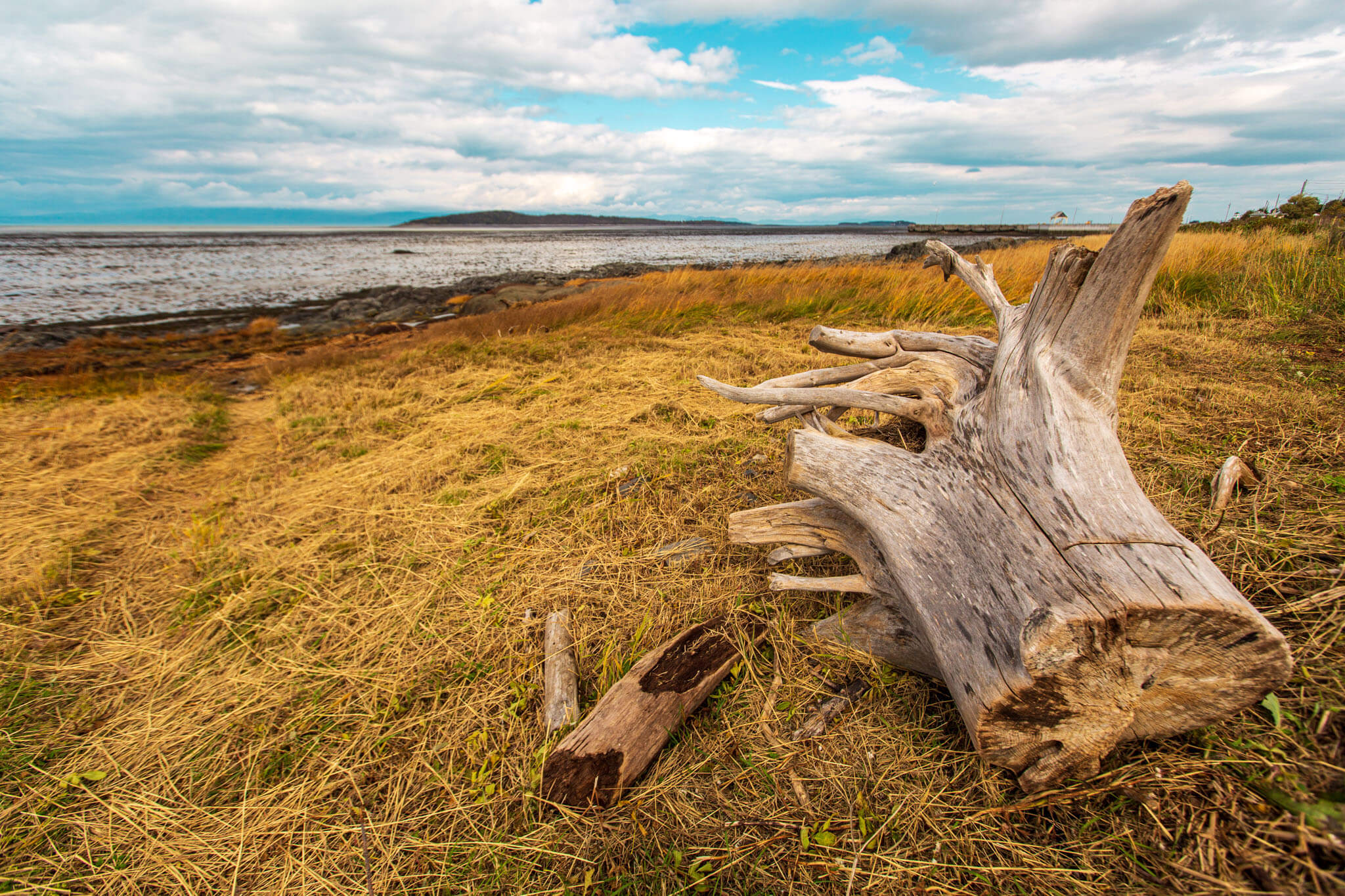 A driftwood tree stump along the shore of the St. Lawrence river in Kamouraska, Quebec