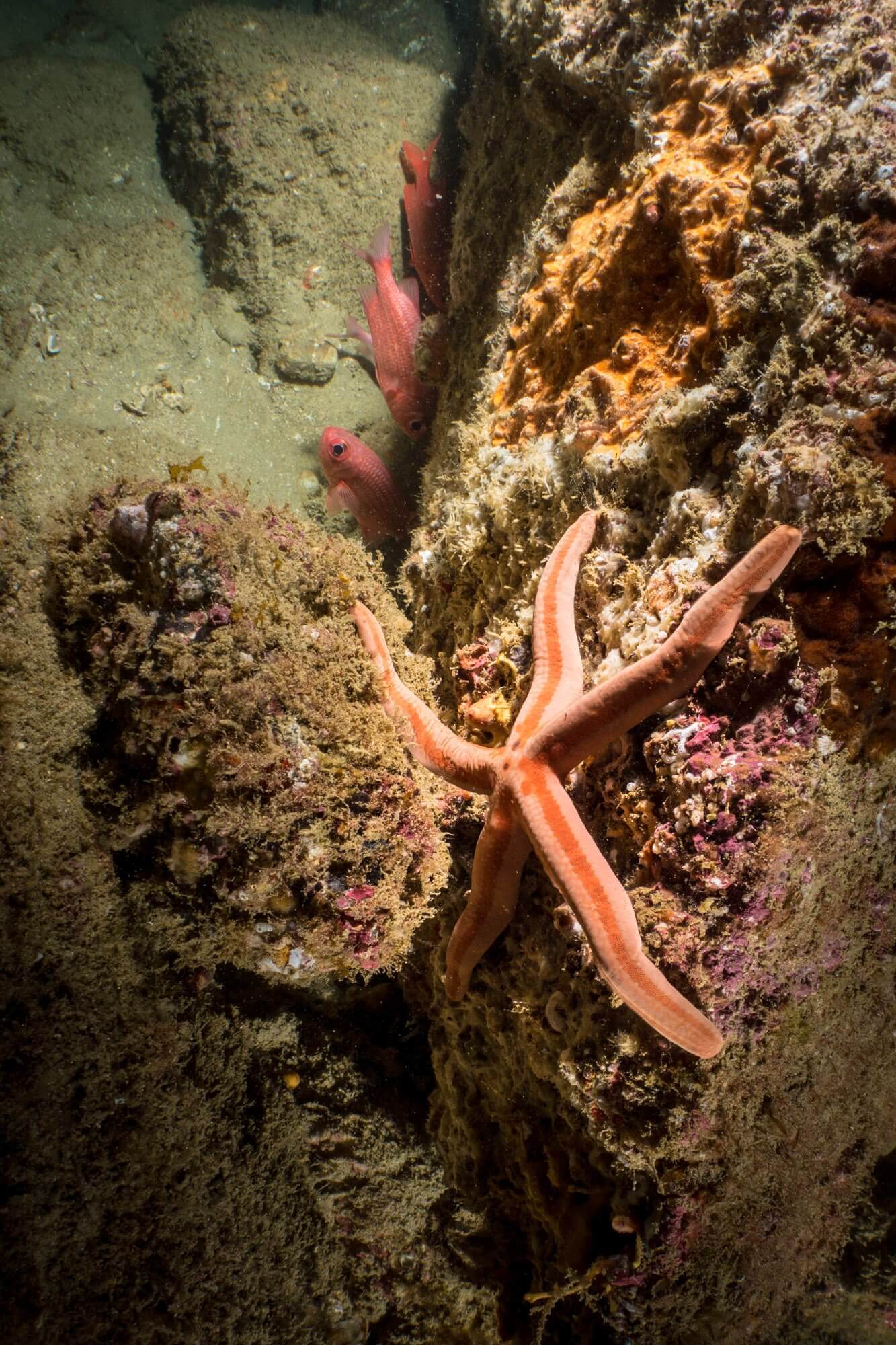 A sea star underwater at the Pelican Rock dive site in Cabo San Lucas