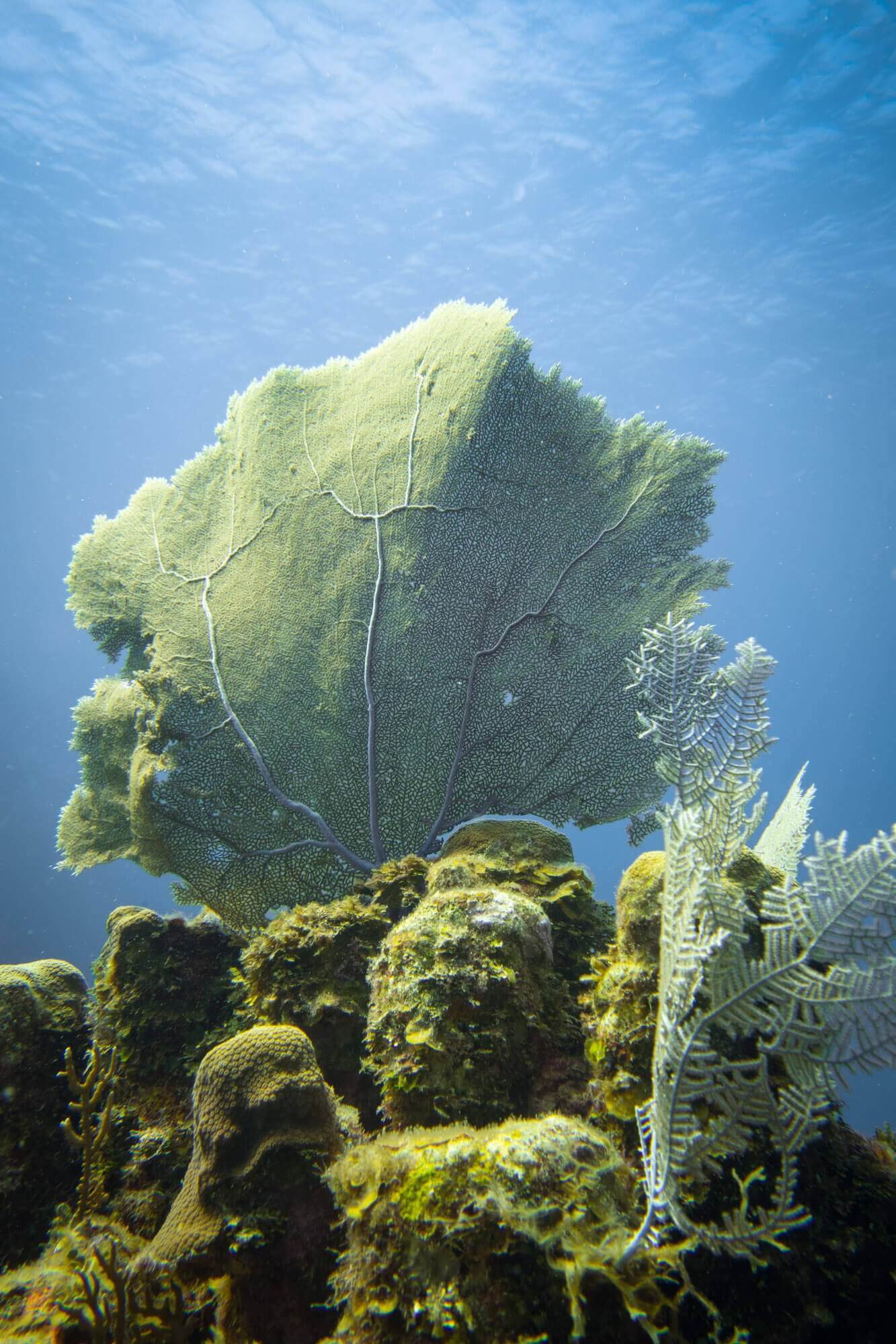 Fan coral is everywhere in Roatán, and is always beautiful