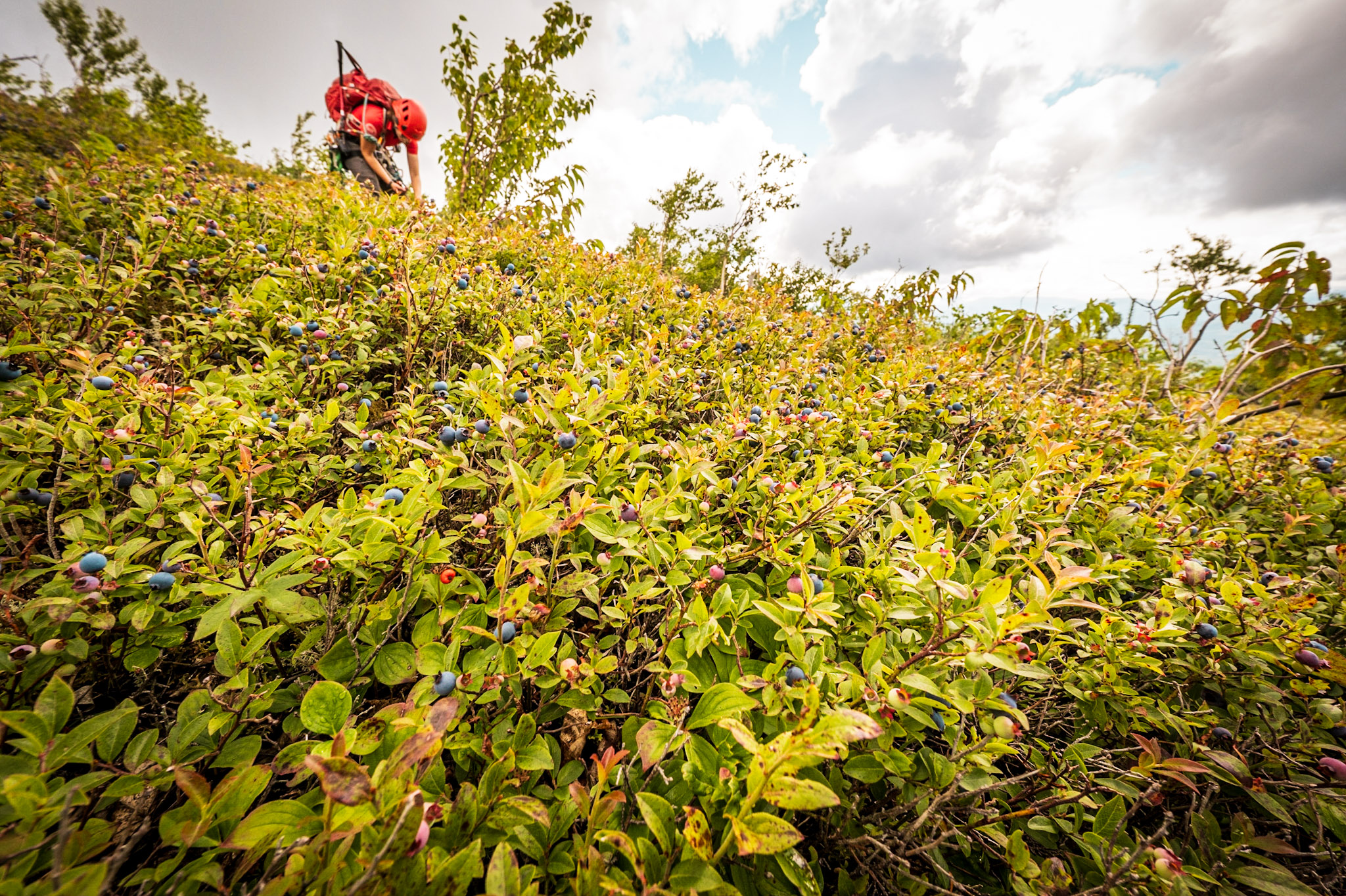 Climber picking wild blueberry at Parc national des Grands-Jardins