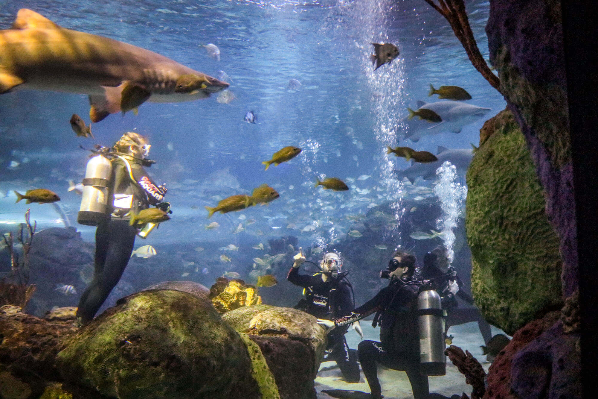 Scuba diving with sharks in the Dangerous Lagoon tank at Ripley's Aquarium of Canada in Toronto