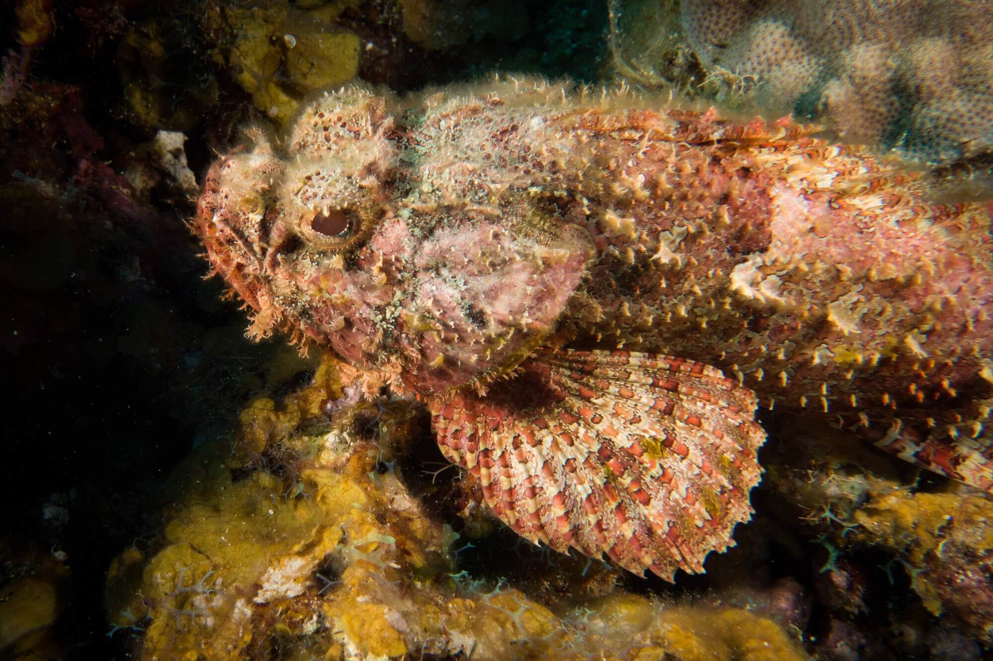 A scorpionfish at the Canyon Reef dive site in Roatán