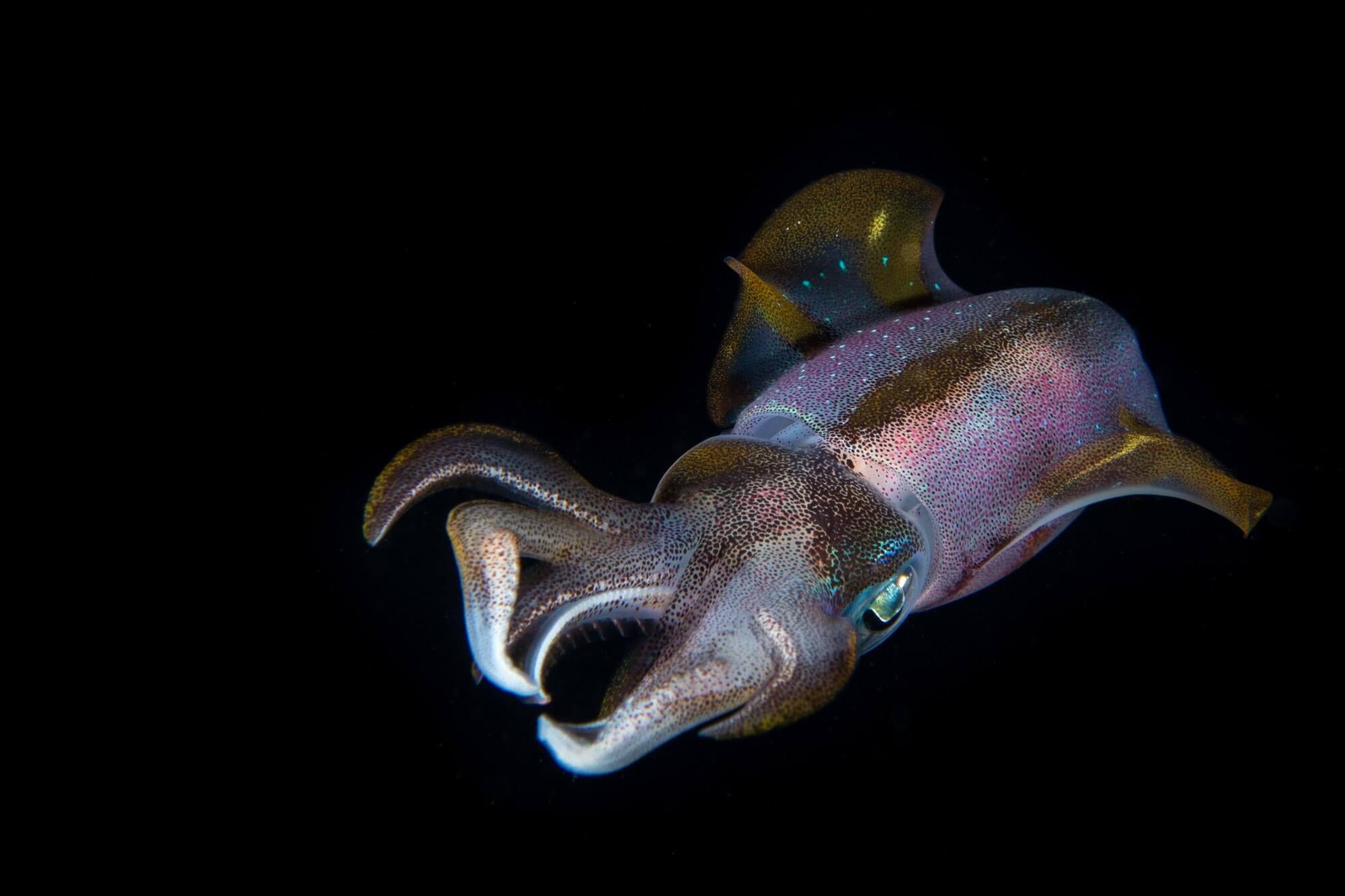 A Caribbean reef squid on a night dive at Over Heat Reef in Roatán