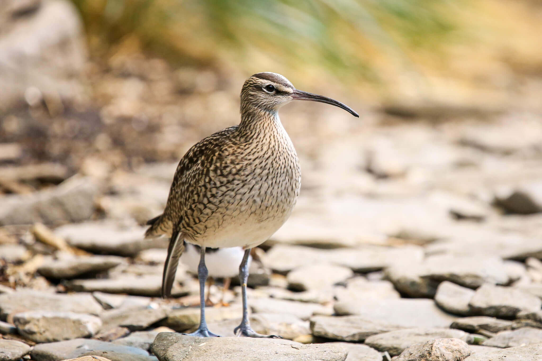 A Eurasian whimbrel at the Montreal Biodome