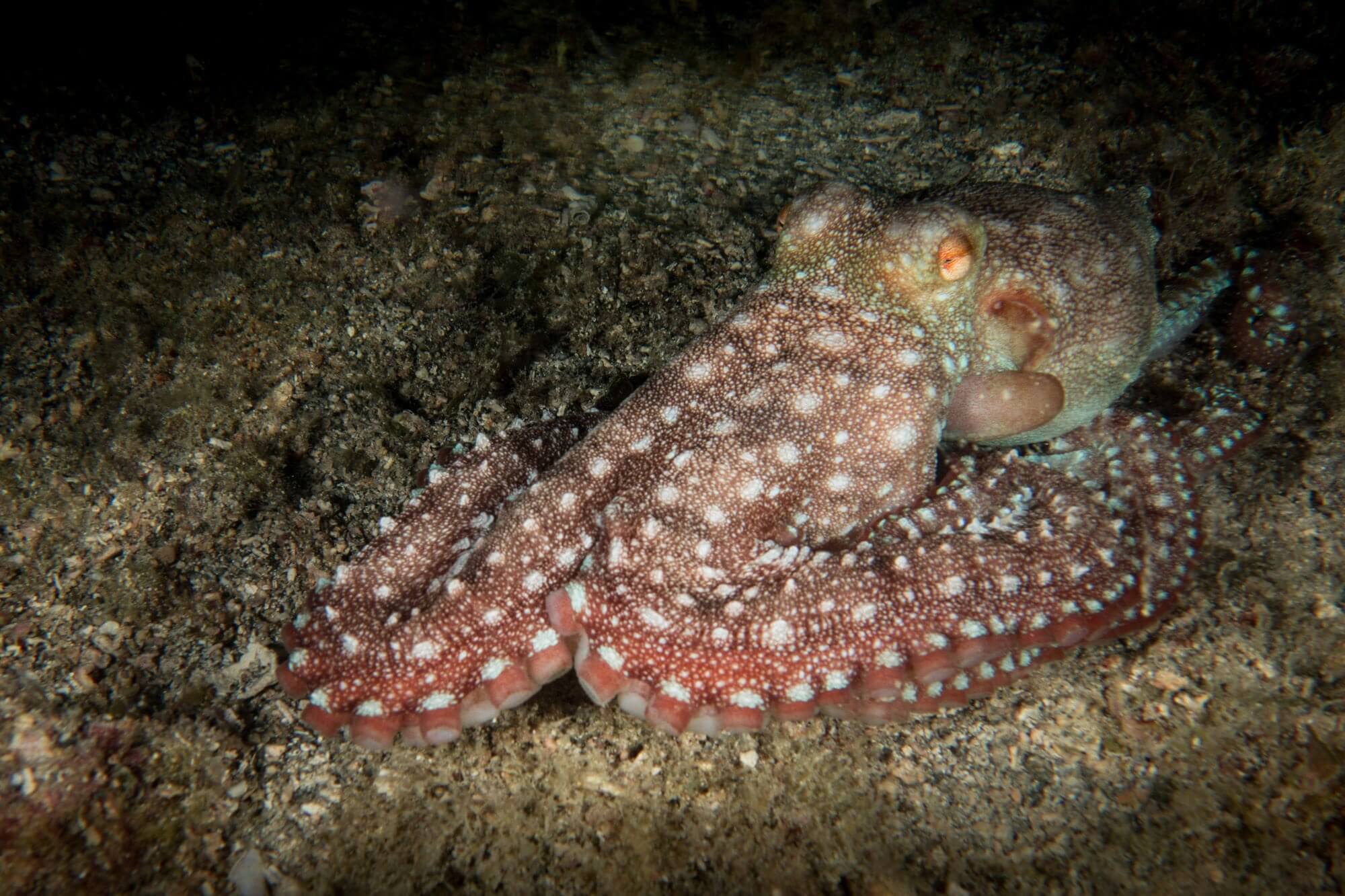 A white-spotted octopus at the River Taw dive site in St. Kitts