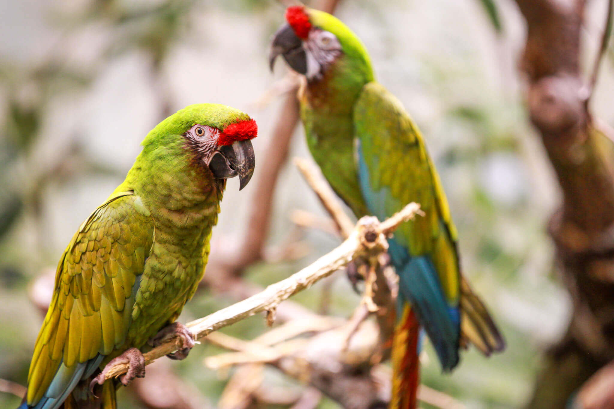 Macaws at the Biodome in Montreal