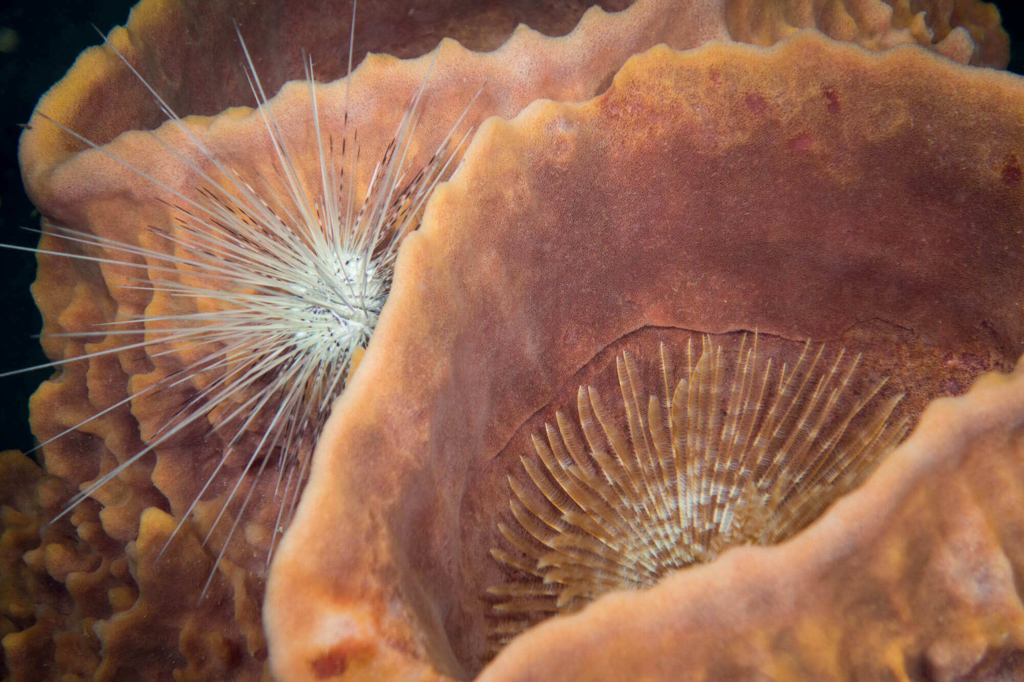 A barrel sponge with a white long-spined urchin and a magnificent feather duster