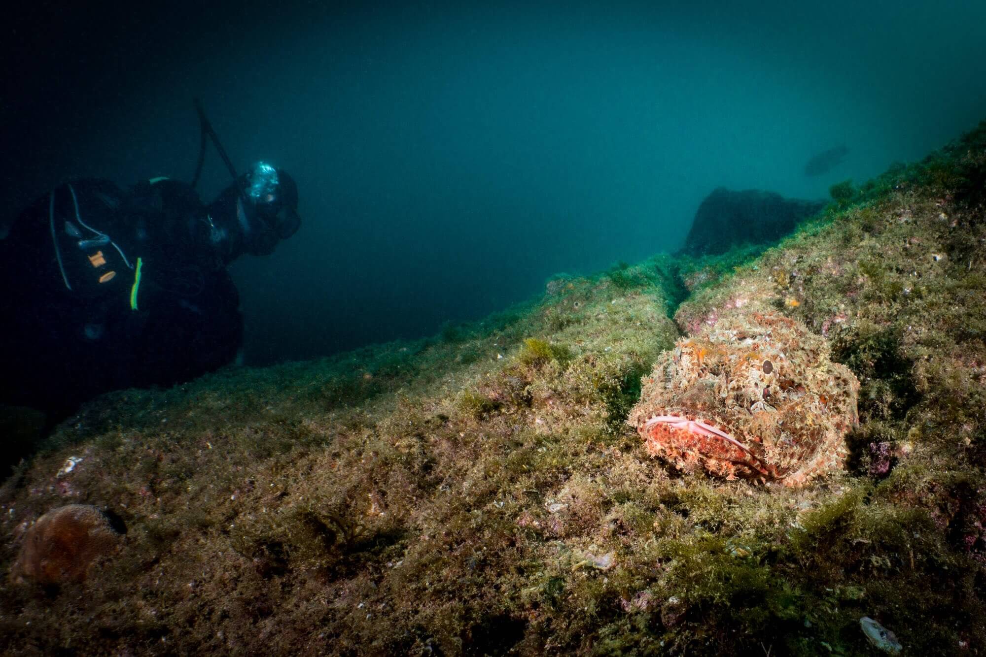 A scuba diver examines a scorpionfish at Pelican Rock in Cabo San Lucas