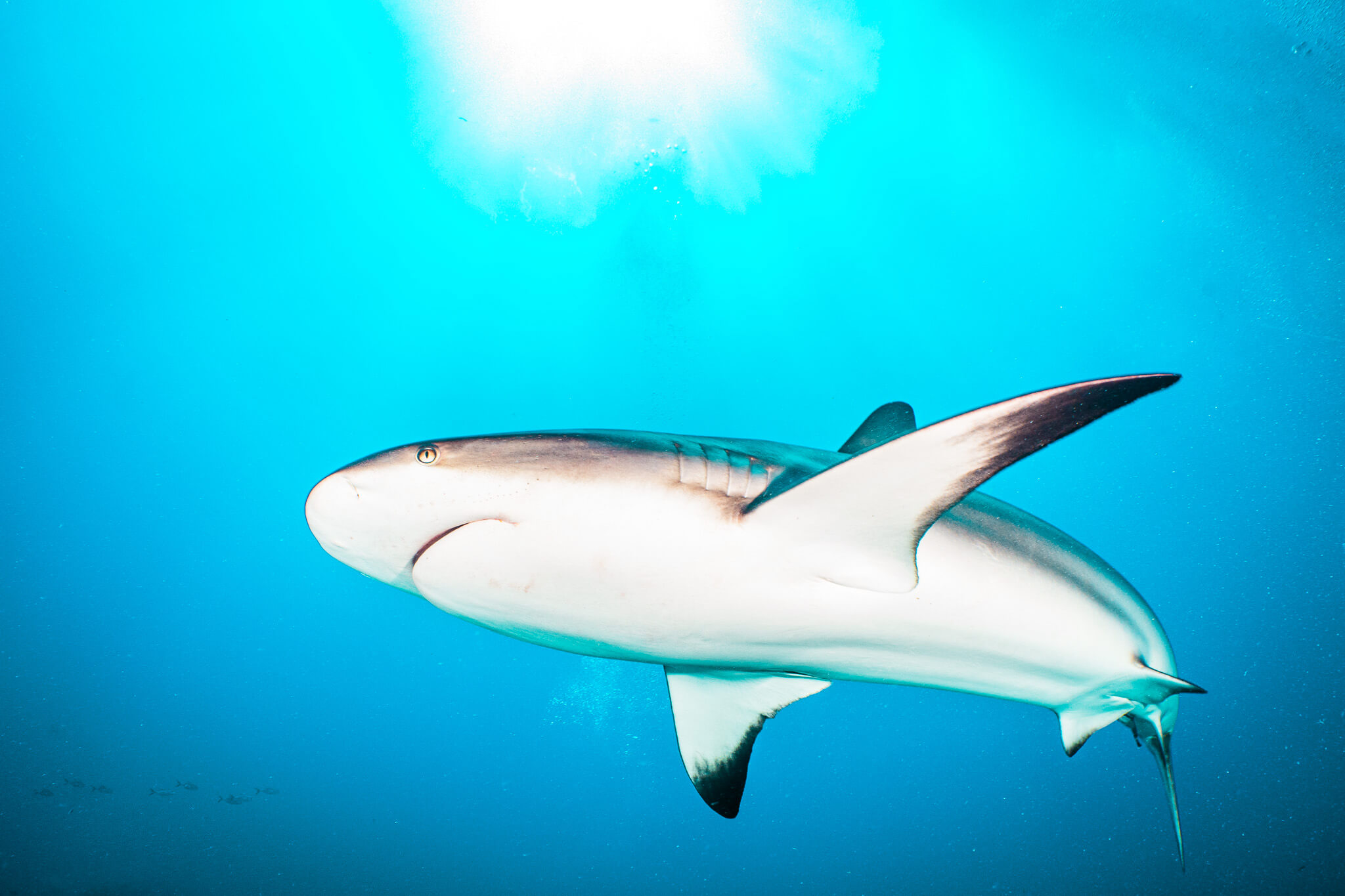 Closeup of a Caribbean reef shark in Roatán
