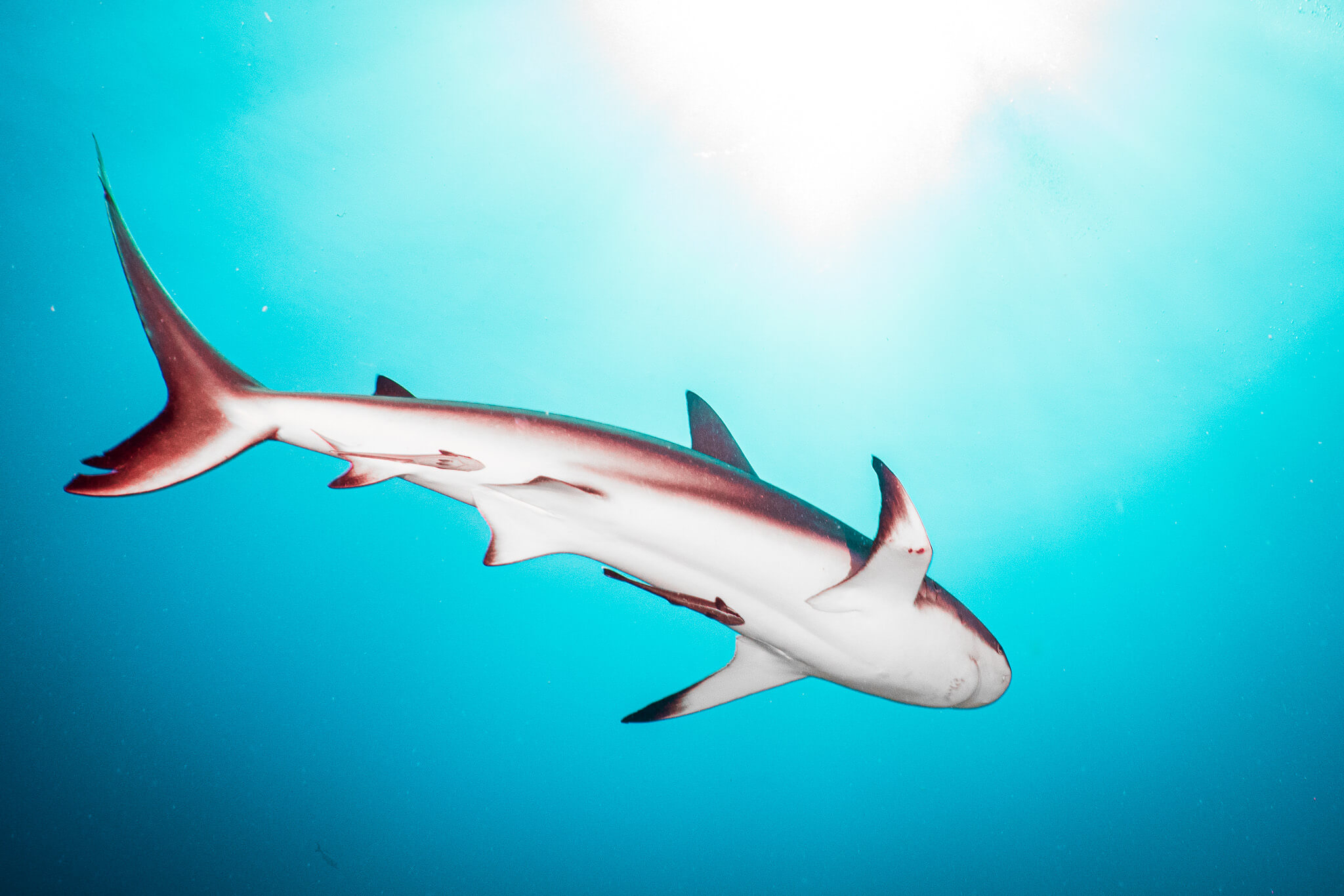 Caribbean reef shark with a bent pectoral fin
