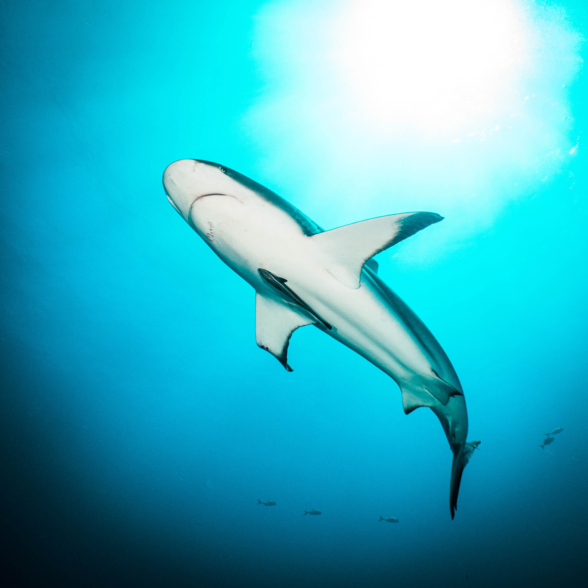A Caribbean reef shark swims overhead