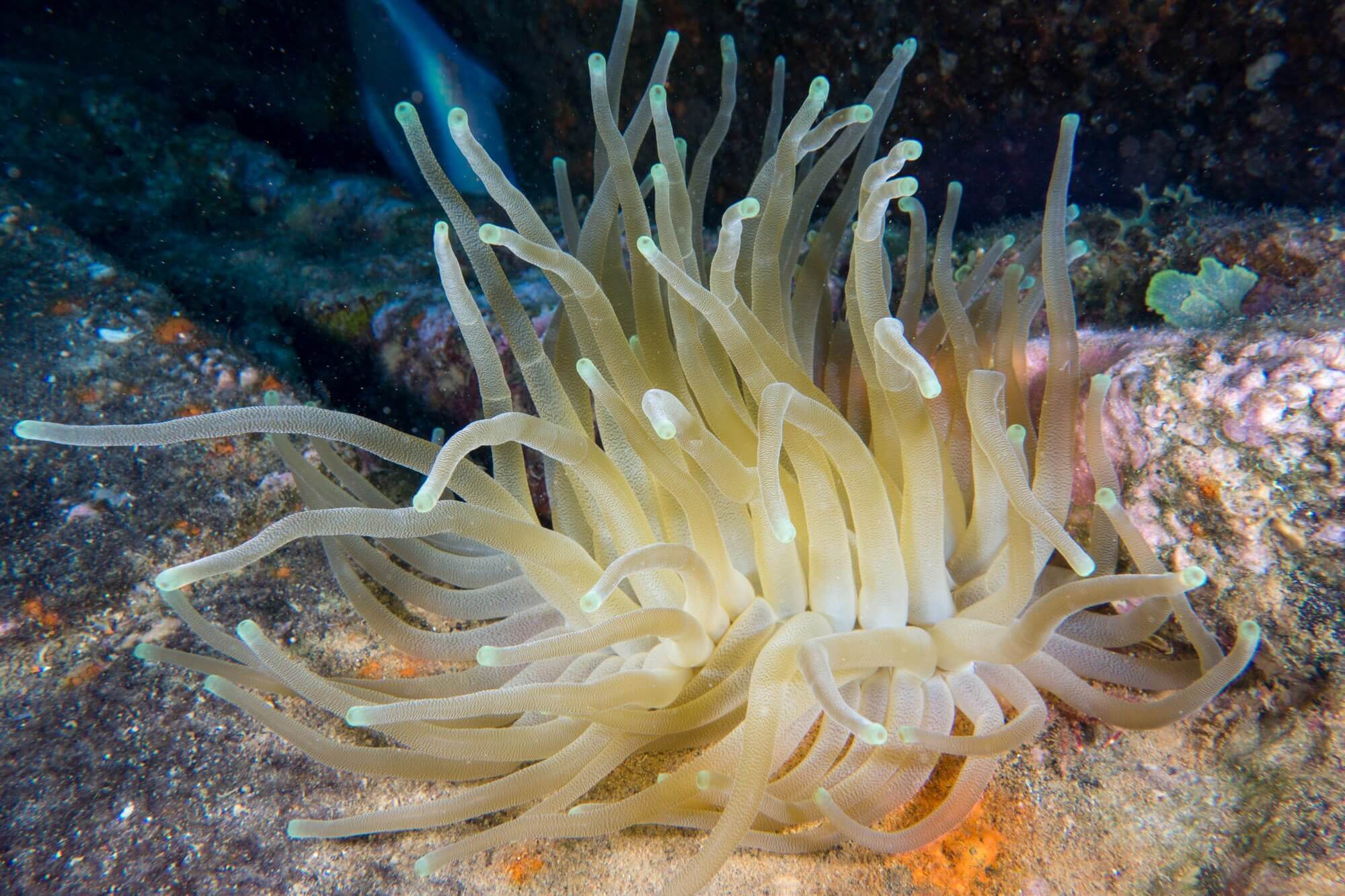 A giant caribbean sea anemone at the Corinthian dive site in St. Kitts