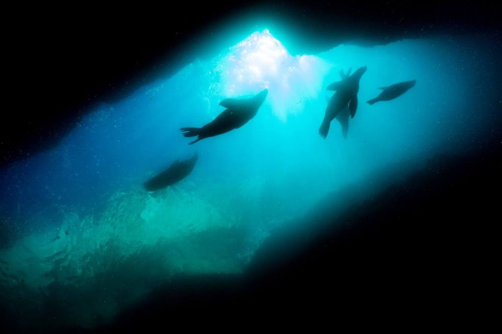 Scuba diving with sea lions at Land's End, Cabo San Lucas