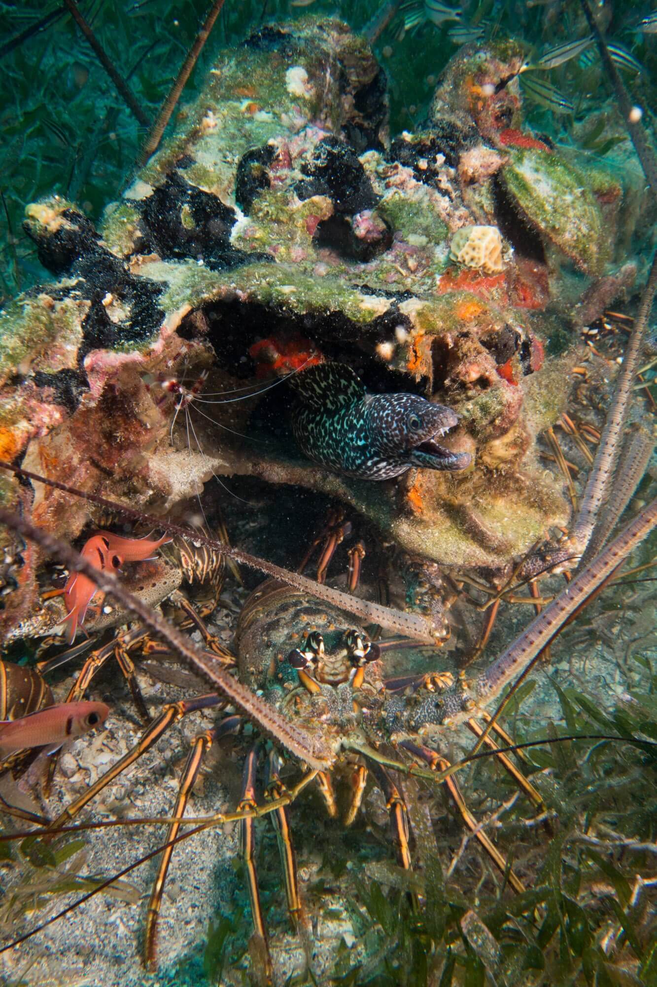 A spotted moray eel, several spiny lobsters, a banded coral shrimp and many species of fish in St. Kitts