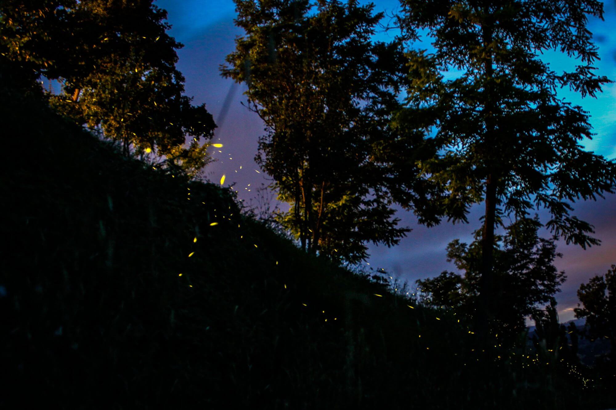 Fireflies light up the grass at Country House Sant'Angiolino near Urbania, Molise, Italy