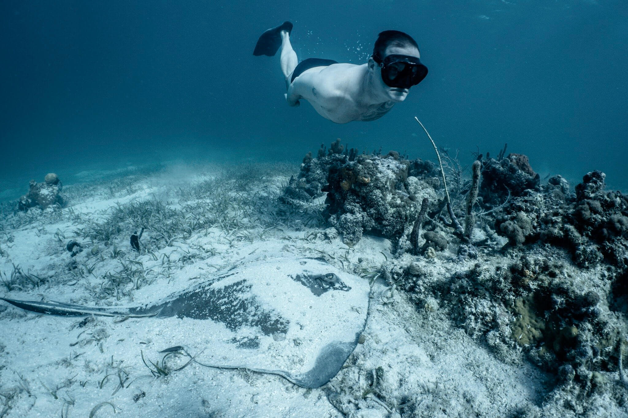 A freediver examines a southern brown stingray at Smith’s Reef in Providenciales, Turks and Caicos Islands