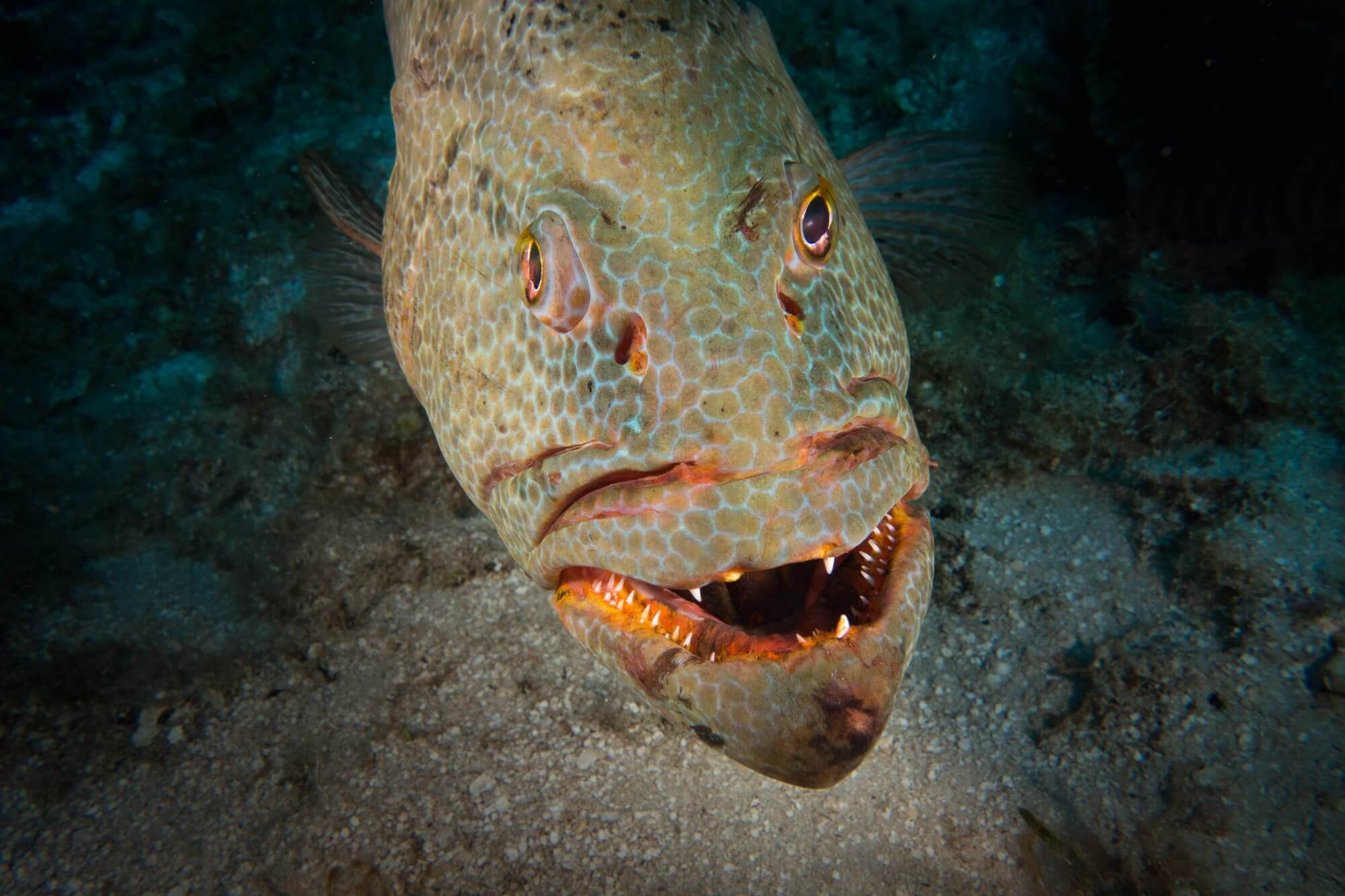 A grouper looks me in the eye at the Hole in the Wall dive site in Roatán