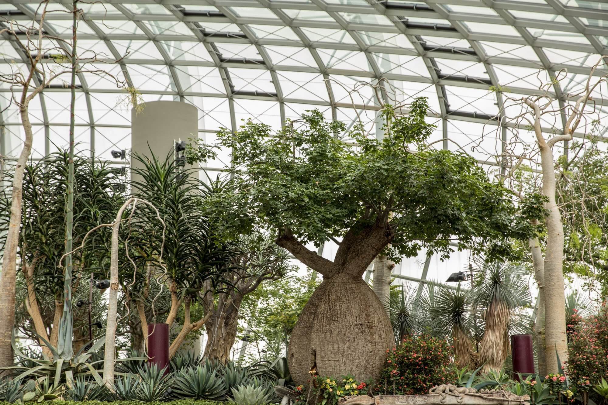 The baobabs in the Flower Dome of Gardens by the Bay in Singapore