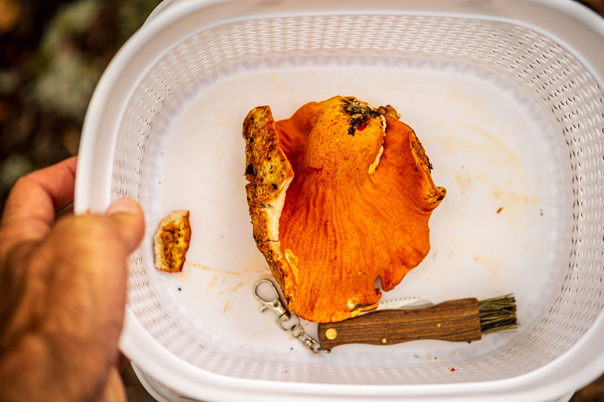 Lobster mushroom in a harvesting basket with mushroom knife