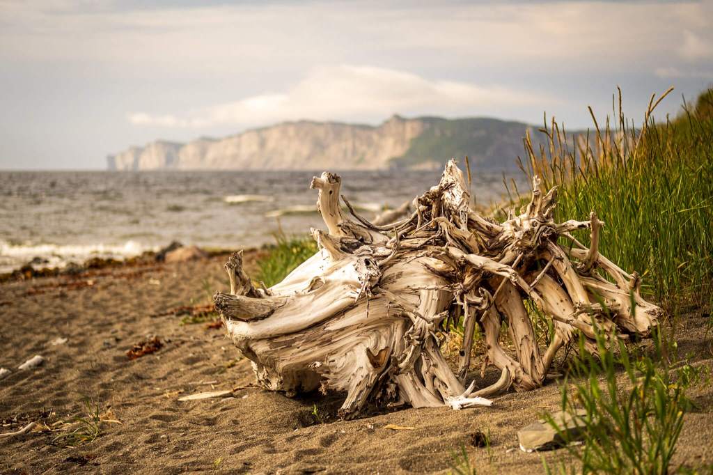 Massive driftwood on the beach along the Prélude-à-Forillon trail