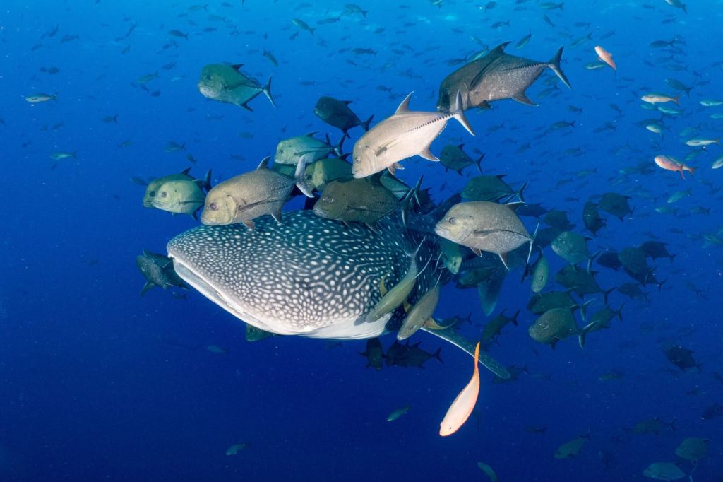 A juvenile whale shark with several bluefin trevally at Roca Partida