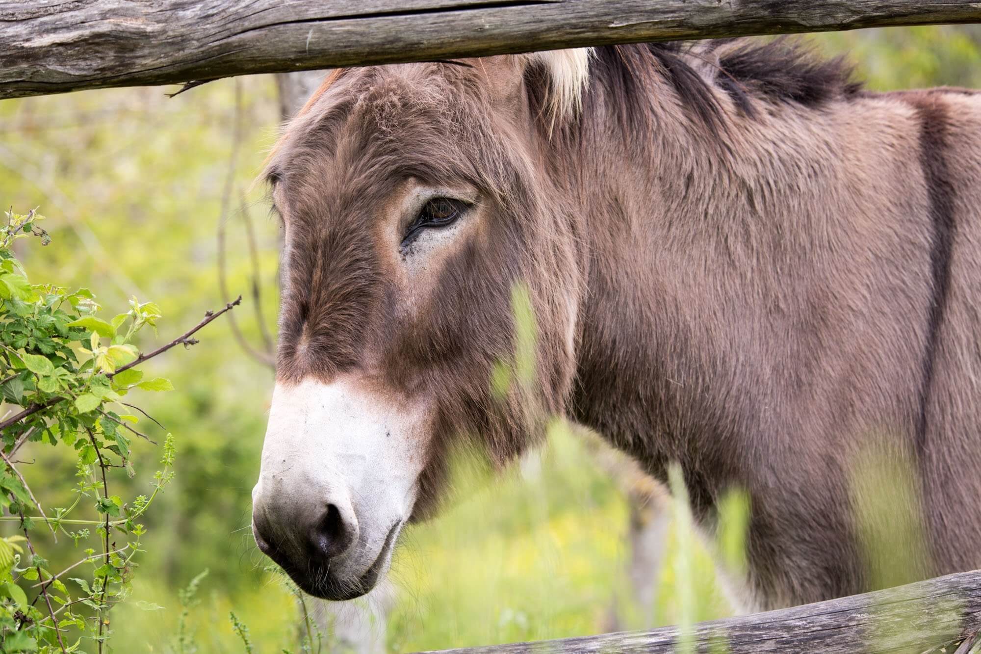 Giusy, the friendly resident donkey at Country House Masseria Acquasalsa near Agnone, Molise, Italy