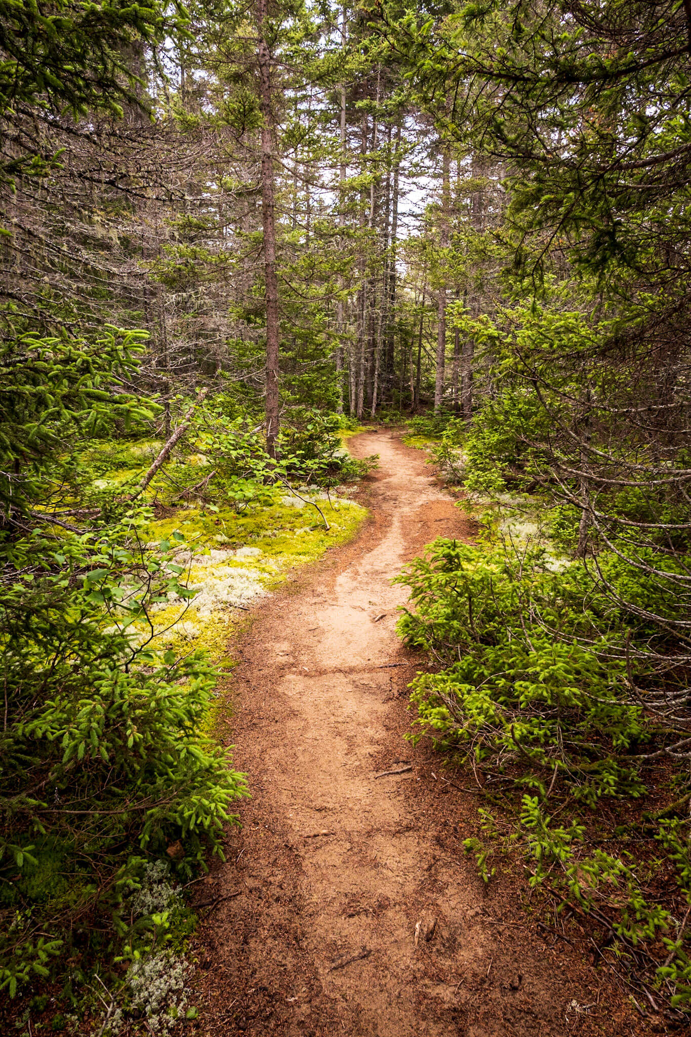 The Taiga trail in the Penouille area of Forillon National Park